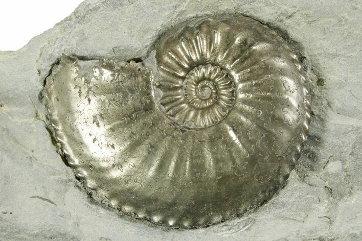 Pyritized Jurassic Ammonite (Amaltheus) Fossil - France #367611